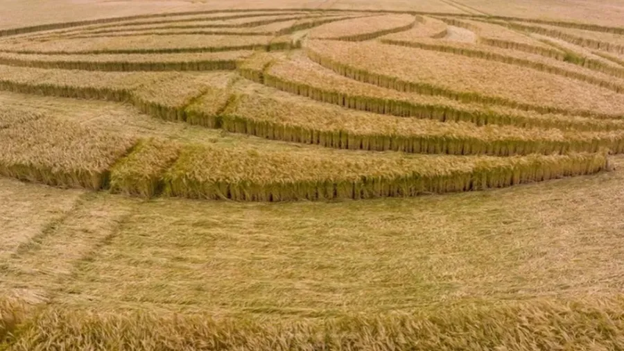 英格兰威尔特郡有380个麦田怪圈 可能是世界上Crop Circl最多县